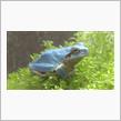 珍…青いアマガエル