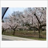 桜を見てきた。