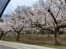 桜を見てきた。