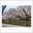 桜を見てきた。
