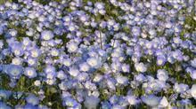 舎人公園&#215;ネモフィラ