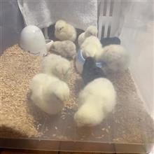 見ているだけで癒される(◦ˉ ˘ ˉ◦)