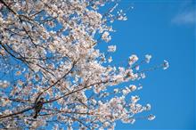 桜を振り返る