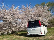 桜&#215;VOXY　part3