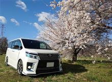 桜&#215;VOXY　part4