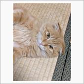 飽きっぽいのか、大人になった ...