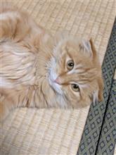 飽きっぽいのか、大人になったのか？？