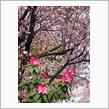 春に咲く花