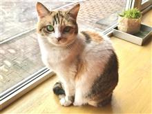 三毛猫ぴーちゃん 三毛猫ぴーちゃん