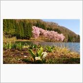 桜咲く中綱湖へ
