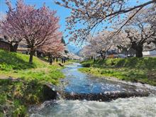 観音寺川の桜並木🌸(福島県)