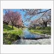 観音寺川の桜並木🌸(福島県)