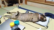 家族になって２年