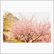 八重桜