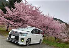 桜&#215;VOXY　part7