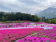 羊山公園の芝桜