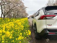天気に恵まれないまま、お花見終了