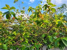 たいへーん！さくらんぼ🍒出来てる(驚