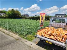 白子の玉ねぎを教えて頂いてから大分経ちましたが
