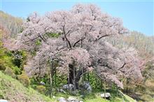 森の巨人　越代の桜