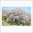 森の巨人　越代の桜