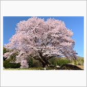 群馬の一本桜巡り
