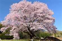 群馬の一本桜巡り