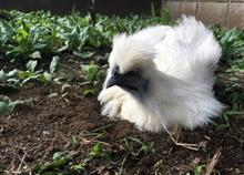 烏骨鶏の飼育を検討中など・・。