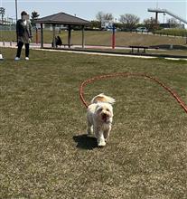 はちきんルナが隣町の公園で激走！そしてトホホな結果が！