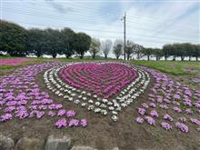 高崎のみさと芝桜まつりへ