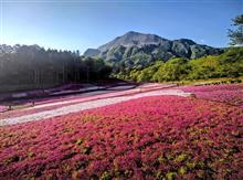 「芝桜の丘」秩父の春がいっぱいです🌸