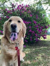 愛犬　2