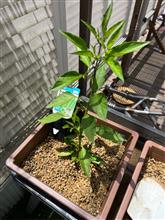 (菜園)水耕栽培？大きくなあれ。