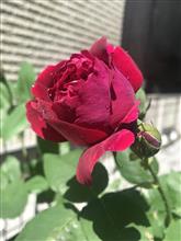 バラが咲き始めました⓶
