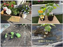 5/5は畑活に小屋作り作業。