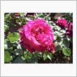 「伊奈町制施行記念公園 」春のバラまつり🌹