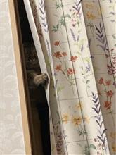 久しぶりのみーちゃんです