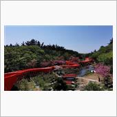 高山稲荷神社 千本鳥居