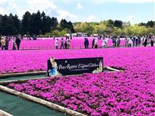 富士と芝桜、のはずが・・・ 富士と芝桜、のはずが・・・