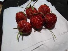 🍓収穫