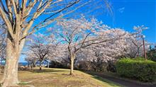 桜。