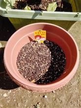大玉トマト→ピーマン植え替え