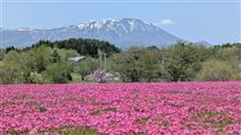 今日も桜　芝桜