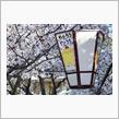 瀬戸内桜巡り②　尾道市　千光寺公園　JR山陽本線　(2025 .4)