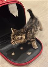 ライム君、我が家に来る！