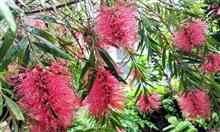 自宅庭の花⑩