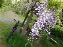 5月のお花見サイクリング☆