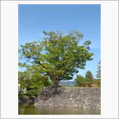 2025/05/18は、N子 ...