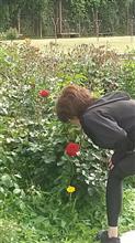 薔薇まつり