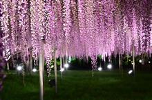夜を彩る✨✨藤の花